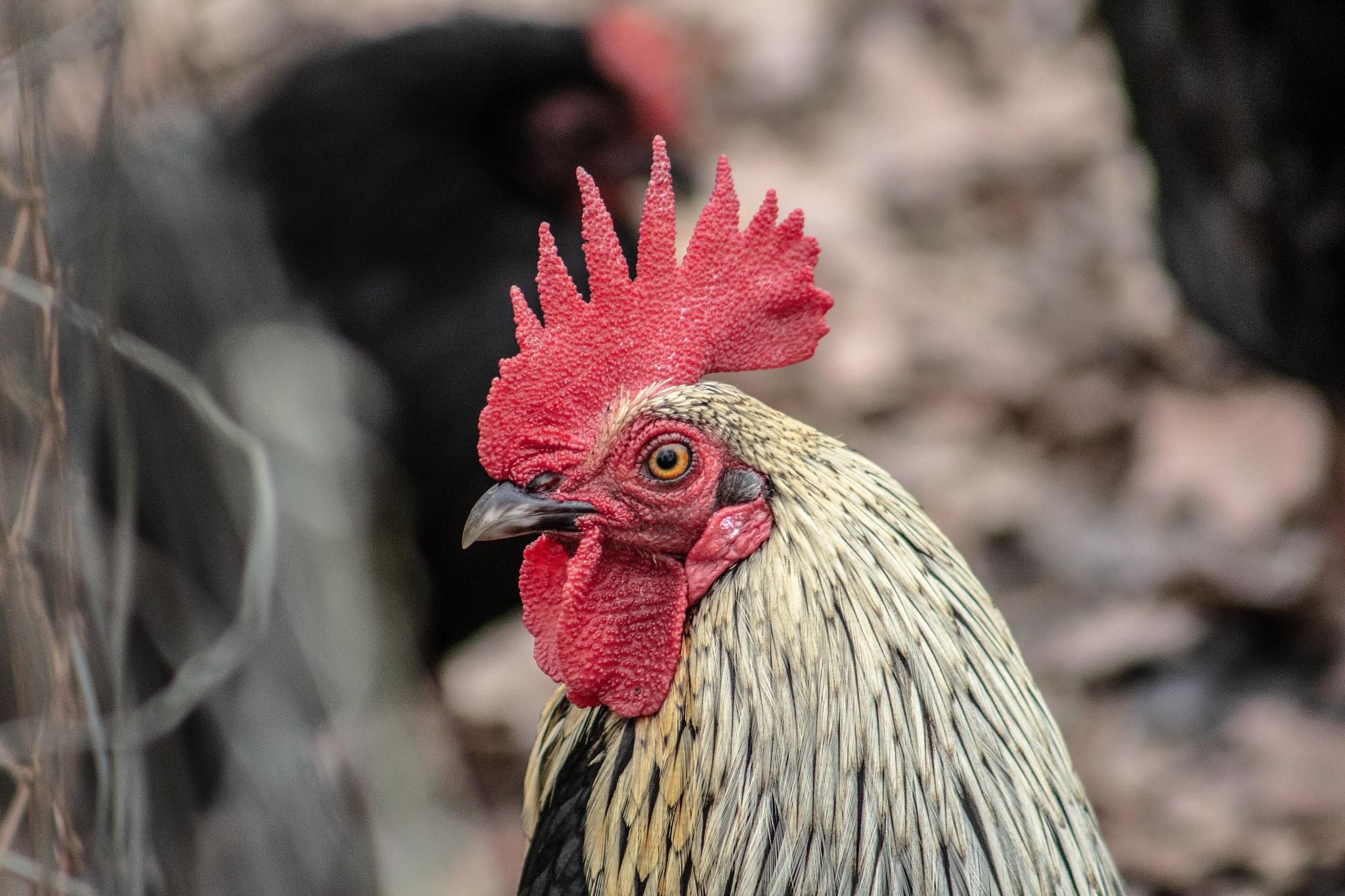 chicken