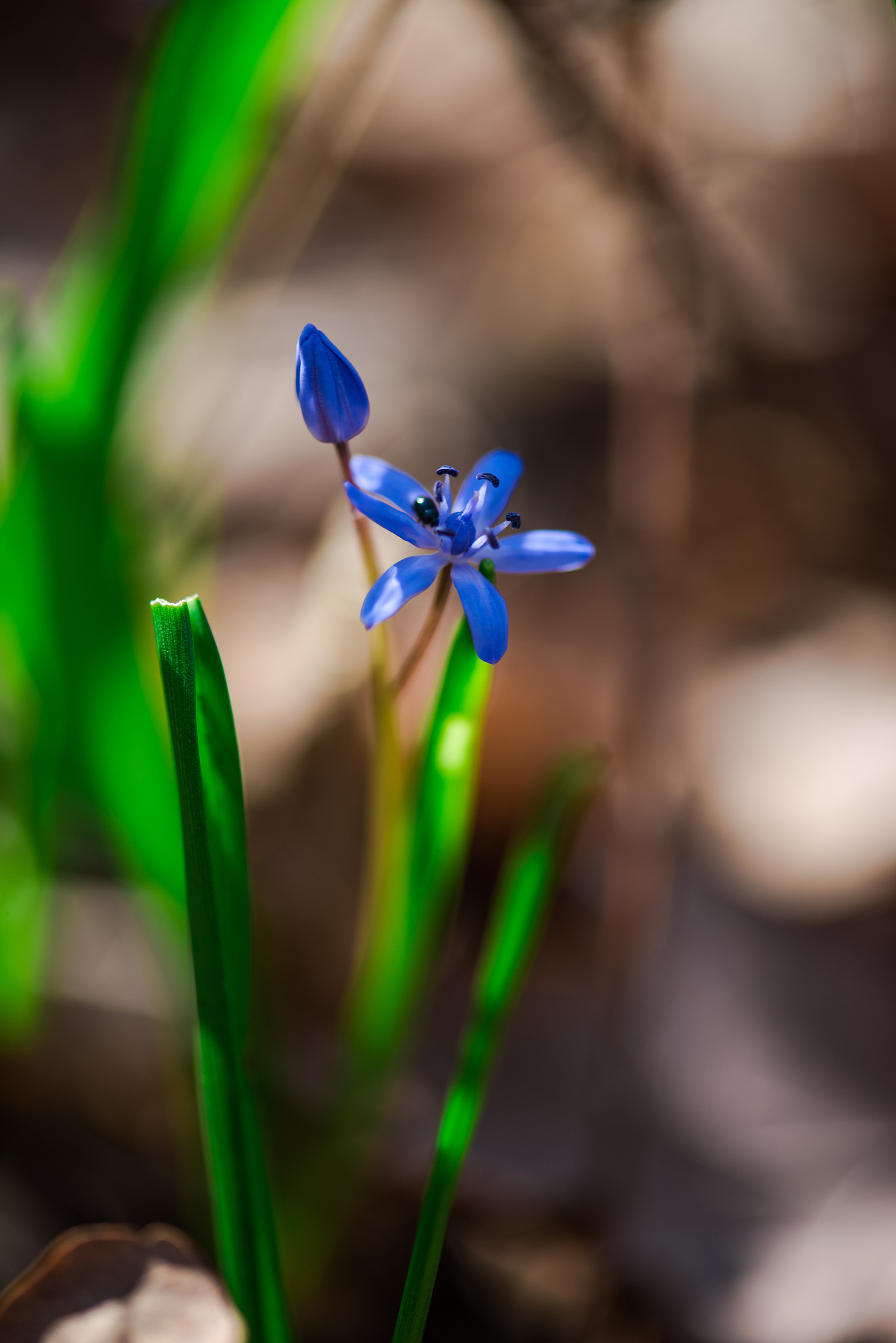 beautiful flowers