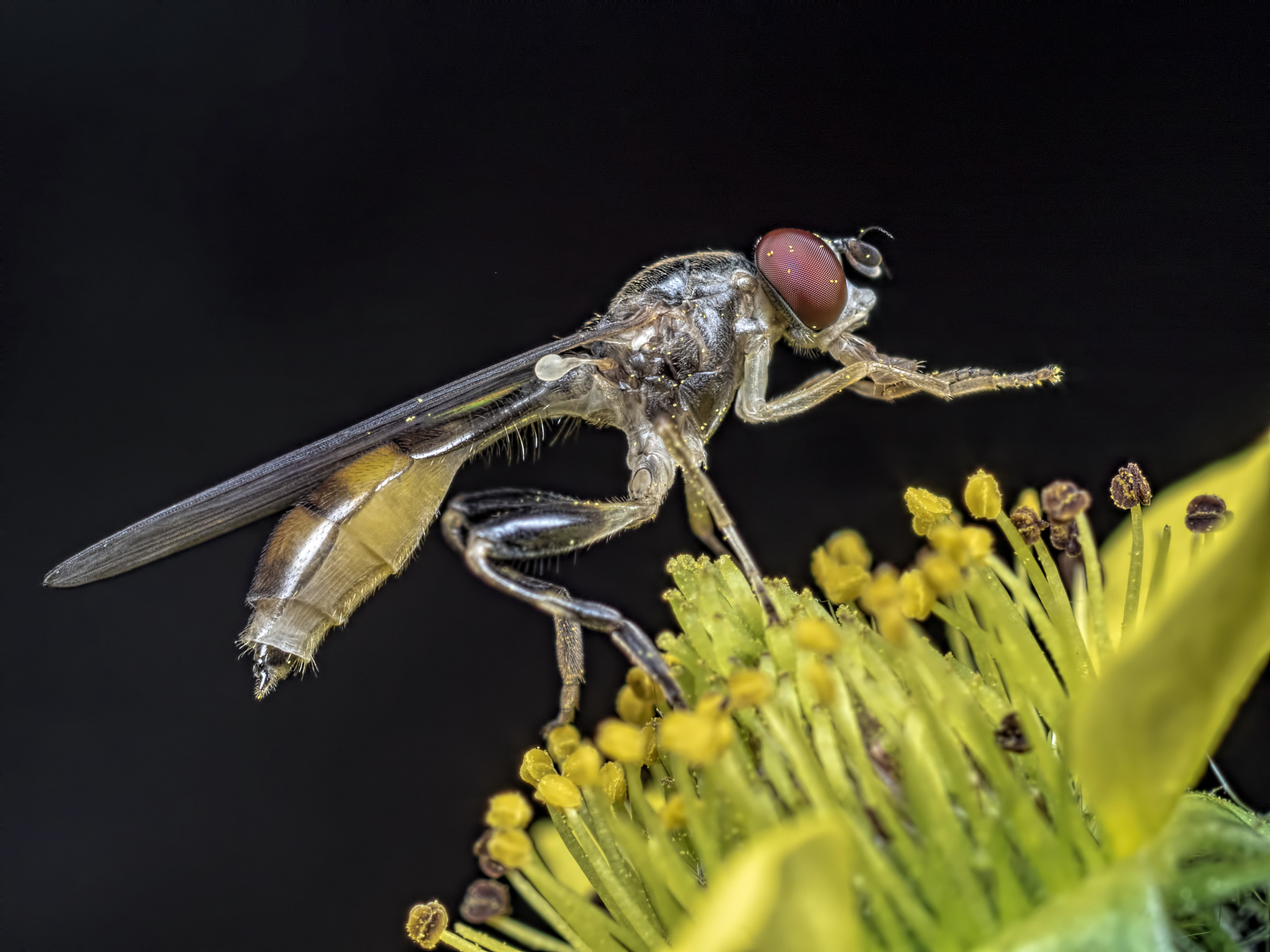 sphegina clunipes hoverfly