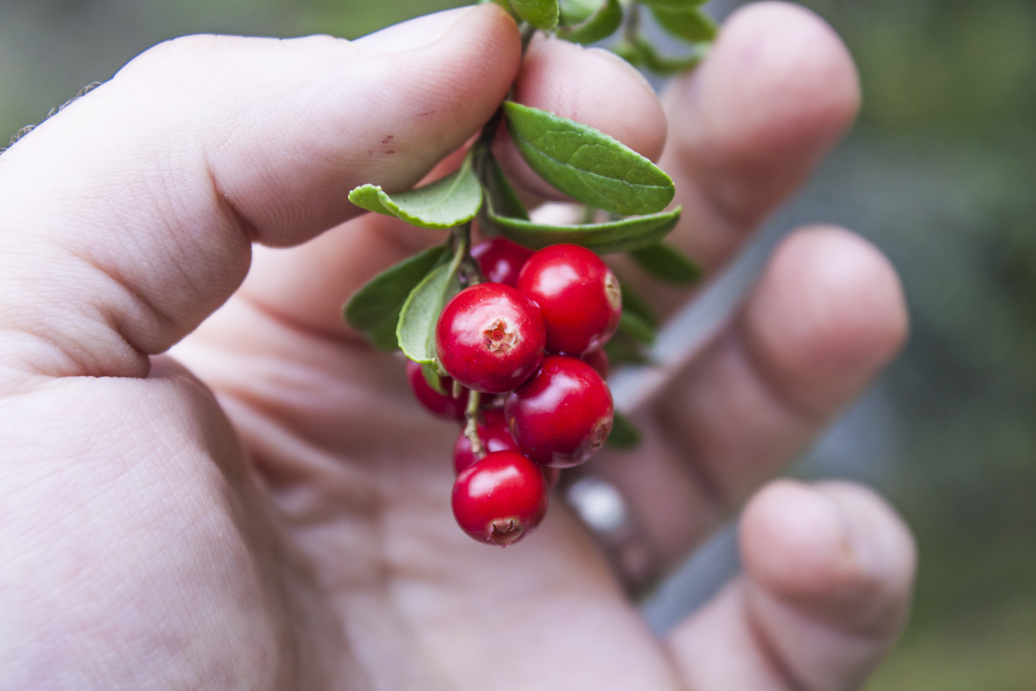 vaccinium idaea