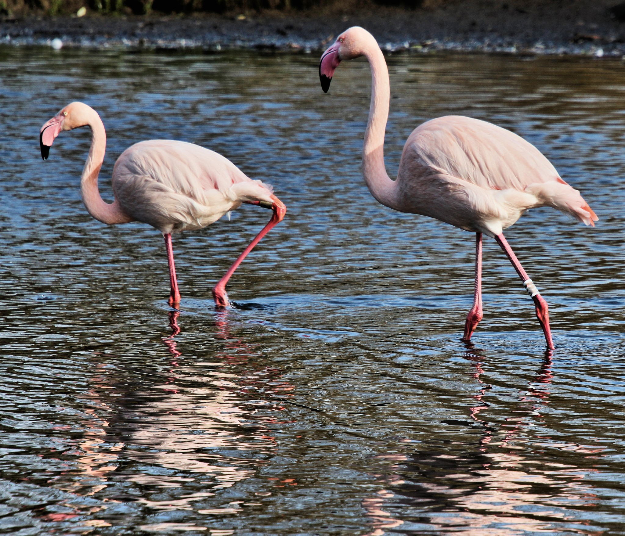 a picture of 2 flamingo's