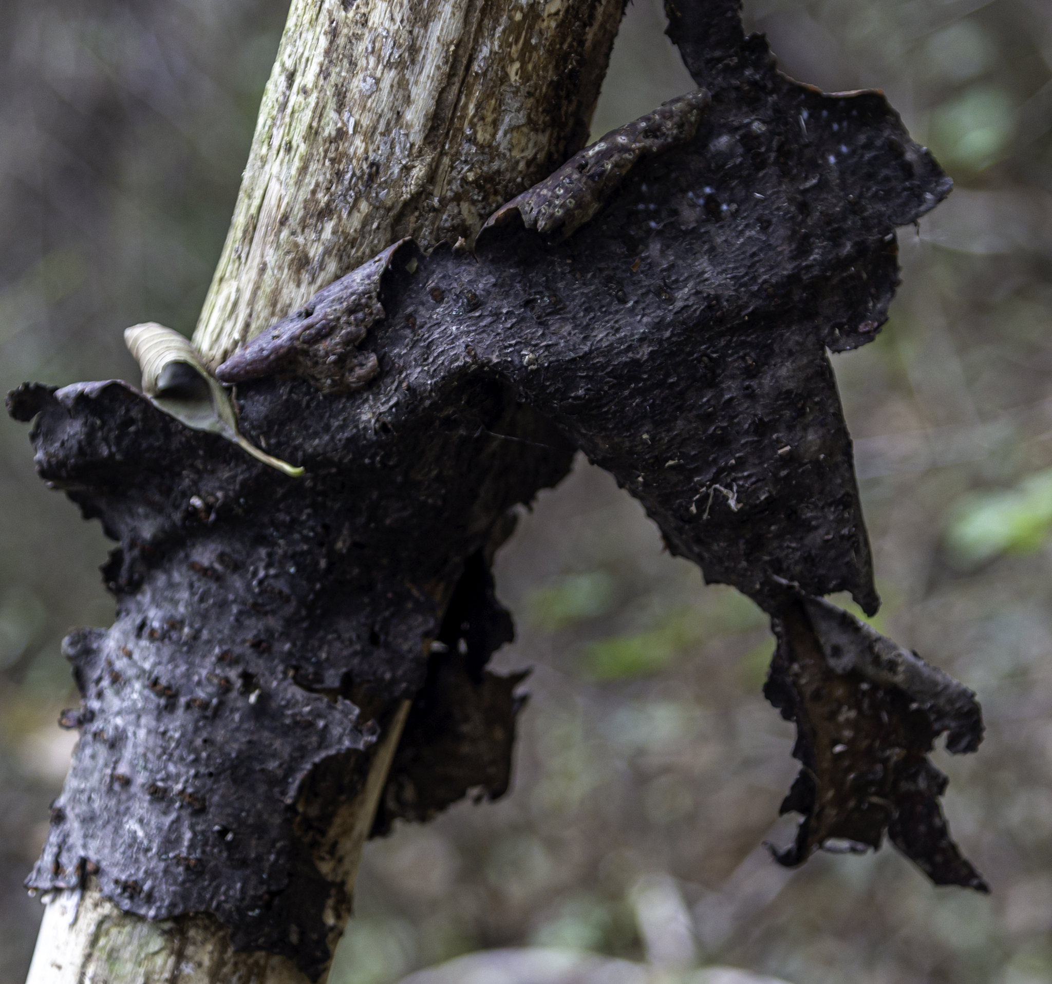 柚子树树干变黑死了上面有黑色霉菌东西这是什么病用230字帮我详细描述