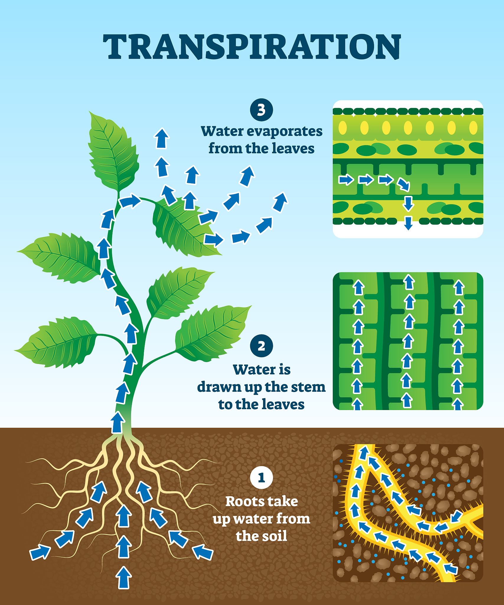 Nitrate Leaching: Causes, Impacts, and Mitigation Strategies