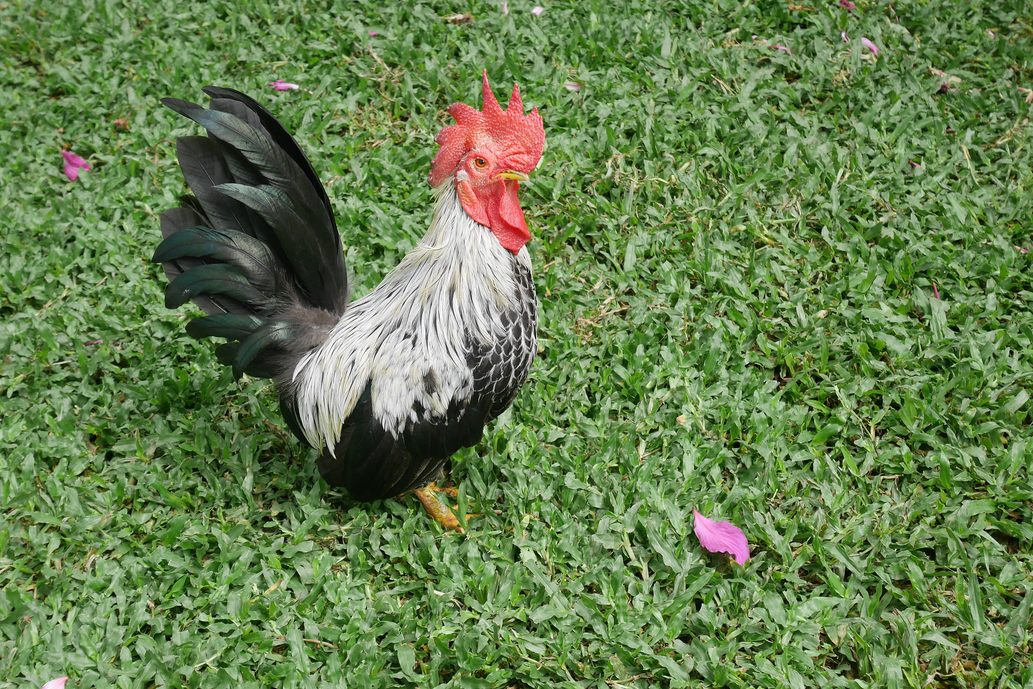 chicken