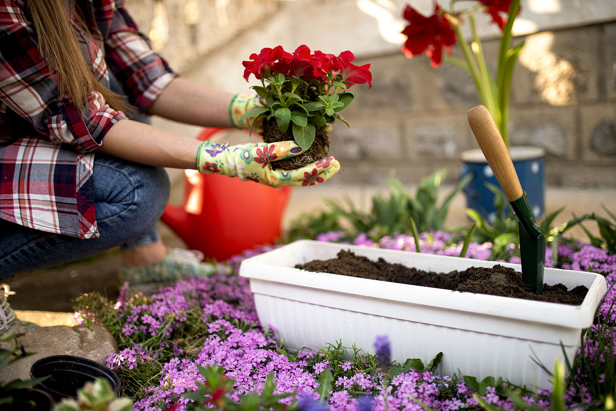 克服挑战，培育梦想：一位花卉爱好者的励志故事