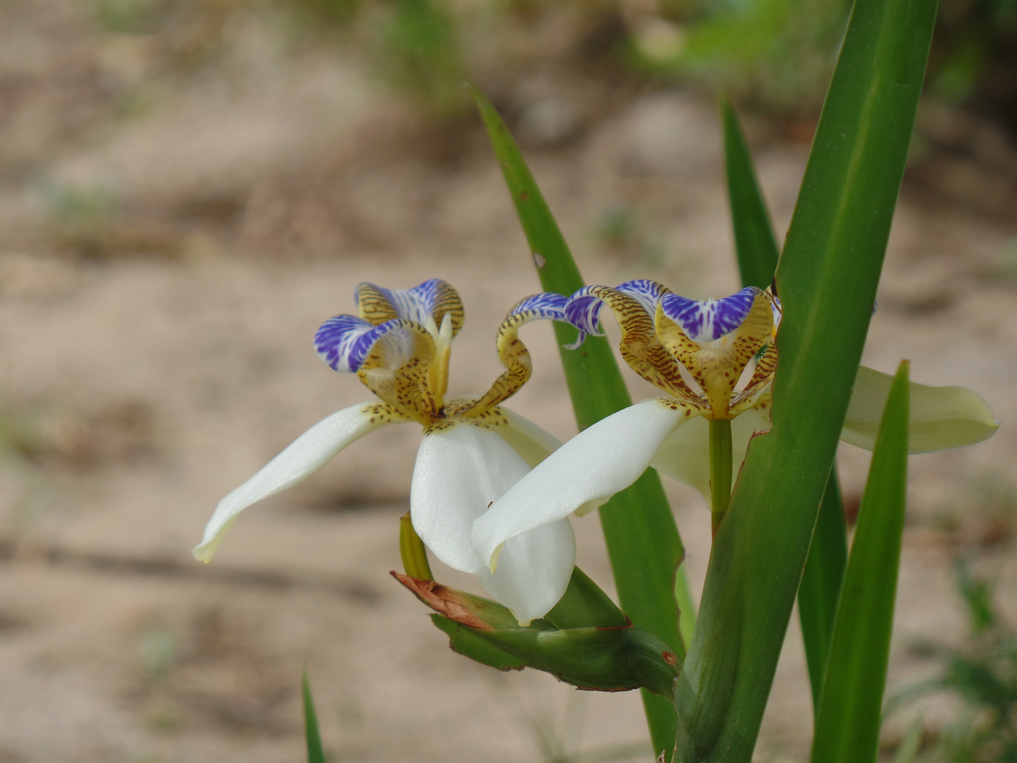 brazilian neomarica candida flower in the garden