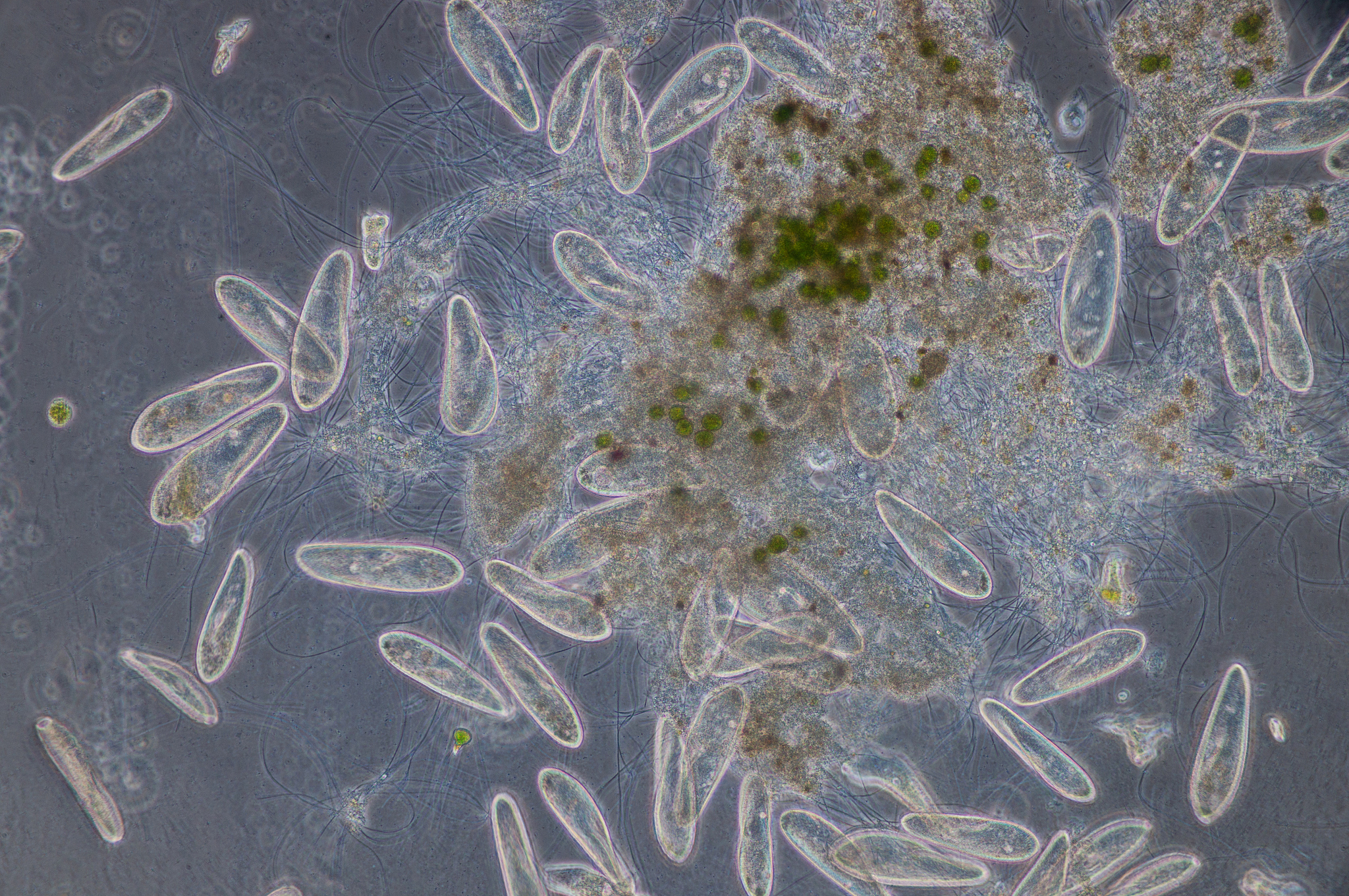 草履虫为社么不是原生生物