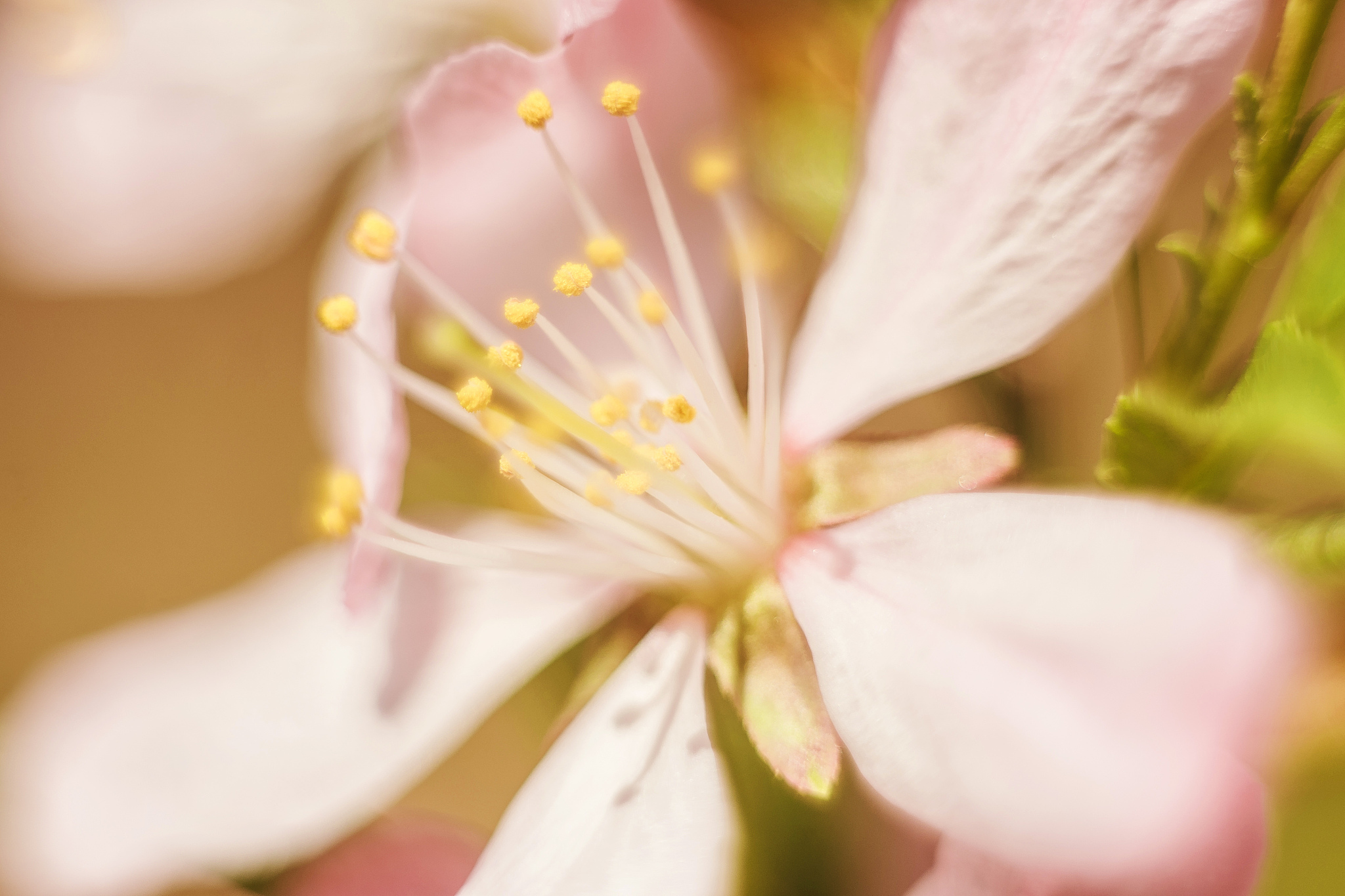 almond flowers blooming close up blurred.