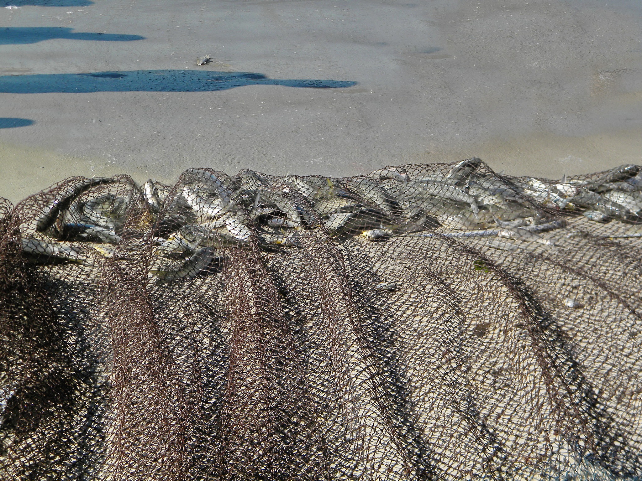 大连海洋学校观光渔业技术专业怎么样？ - 课程设置、实践教学及未来发展