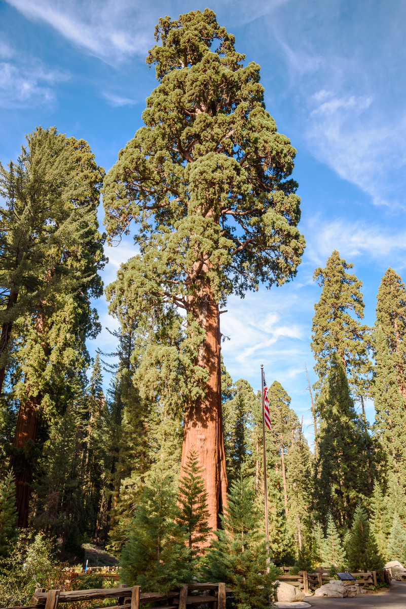 世界上最高的树/世界上最高的树十大排名