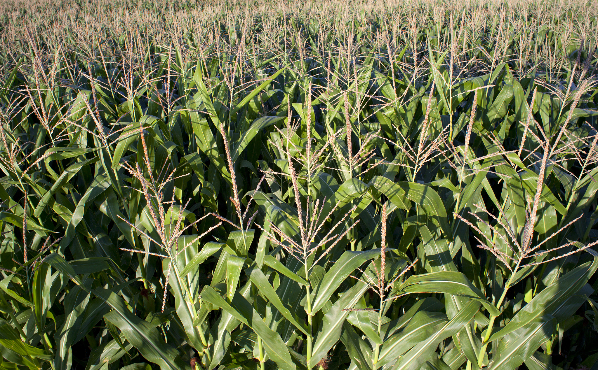 23 Big fields of wheat and com can be found inA the Central PlainsC the EastB the SouthD the South-West。以上选择题中ABCD四个选哪一个。并给出理由 请用中文
