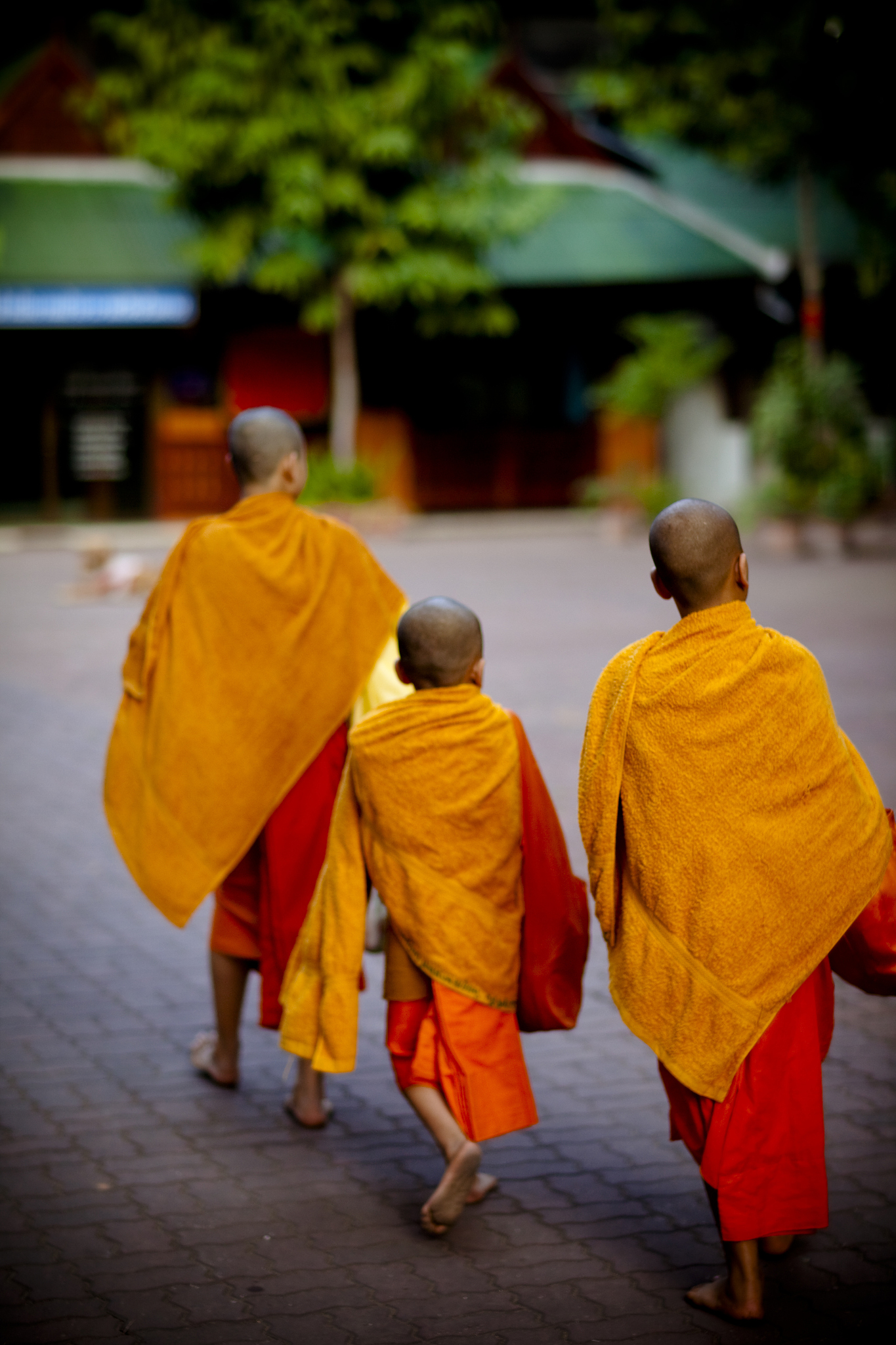 novices thailand