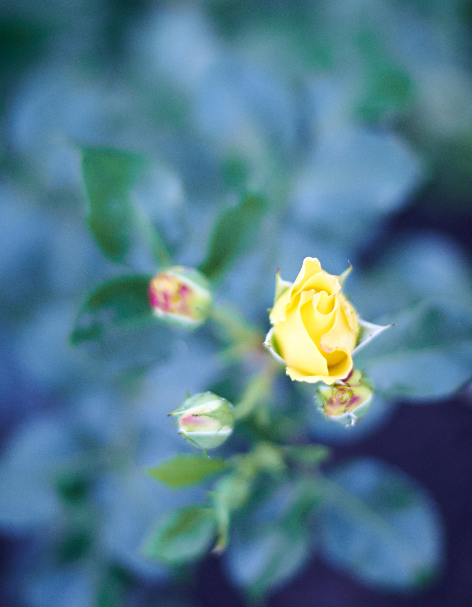 雨打花落，中年感悟：在风雨中寻找属于自己的晴空