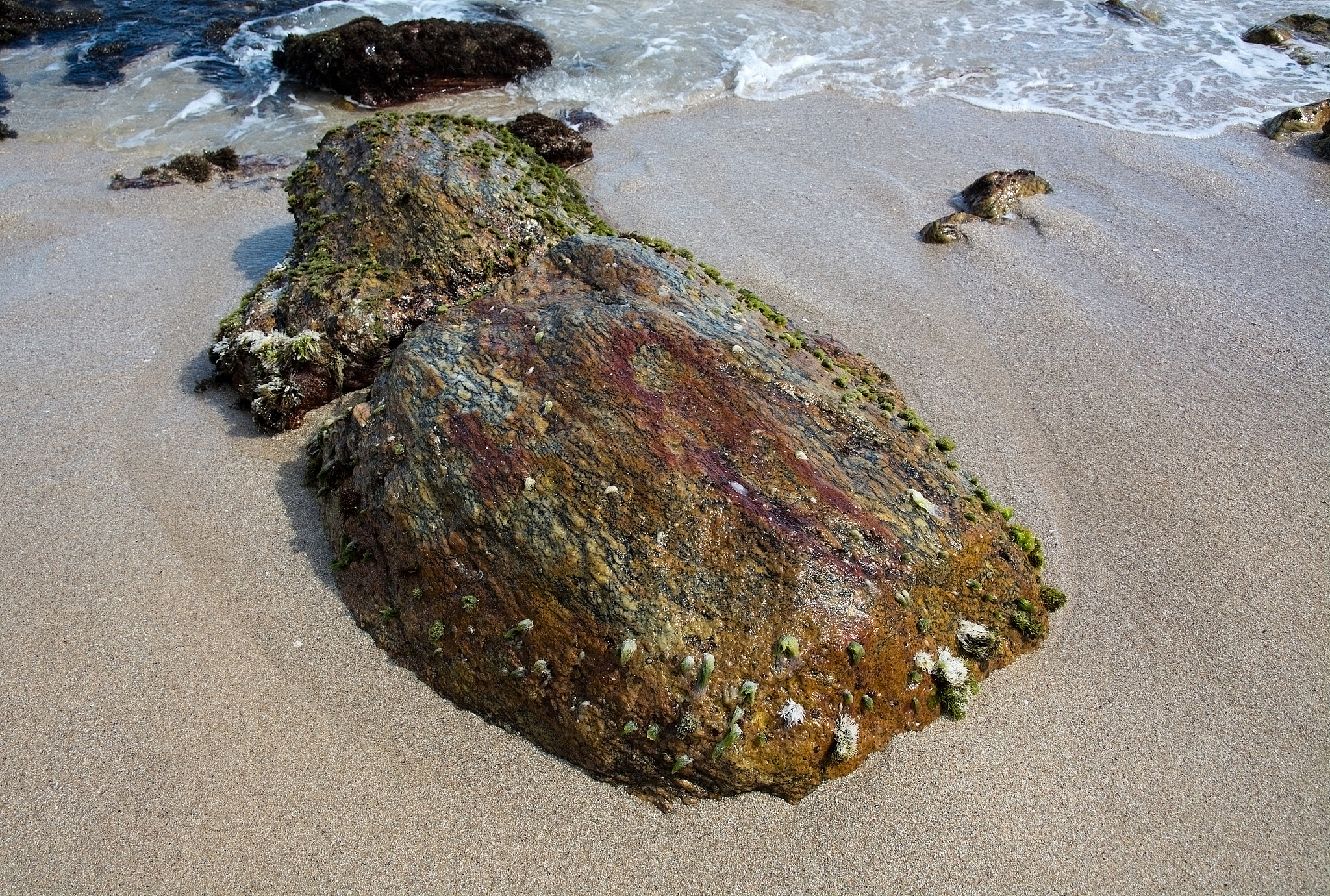 SSS和SBP检测结果识别：巨石还是海草？