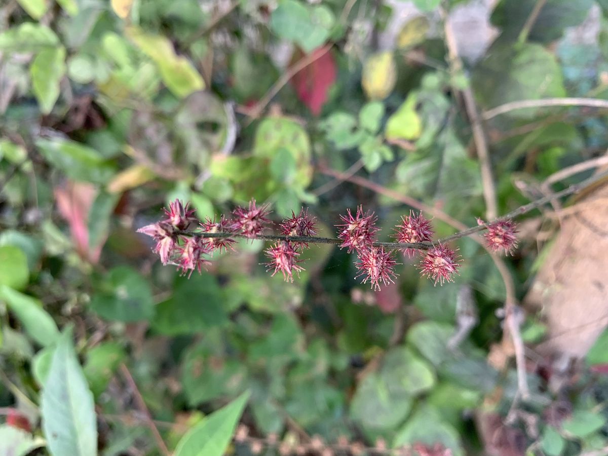 在同一张数据表中可以定义多个非空字段吗