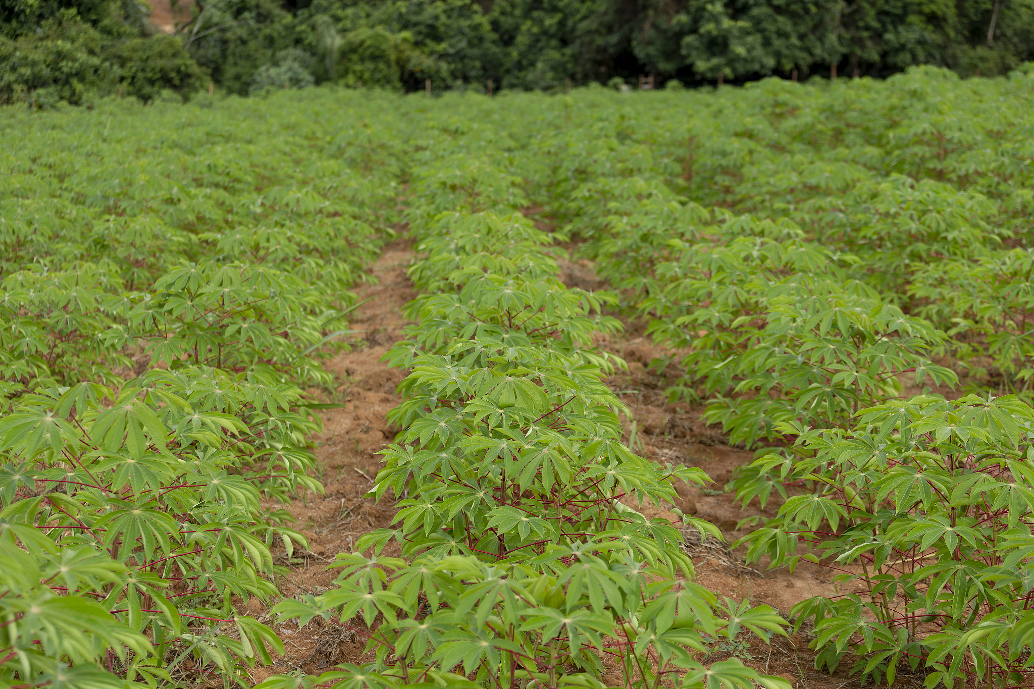 agricultura