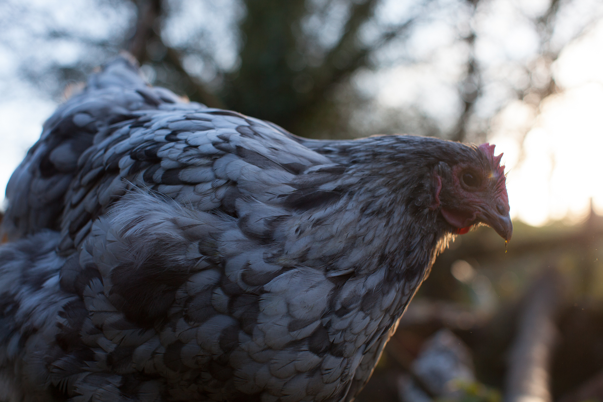 chicken