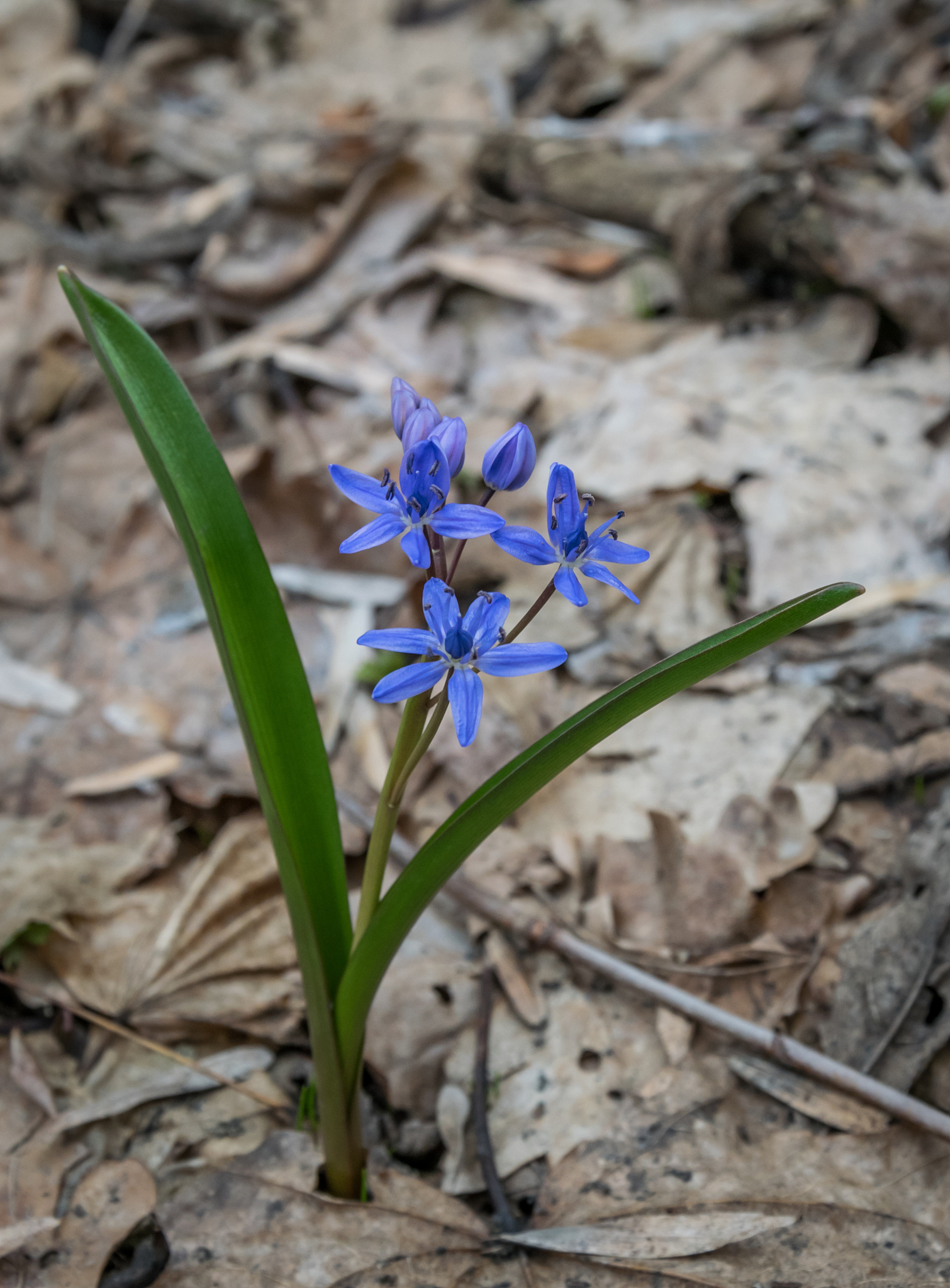 the first spring flowers. forest snowdrops