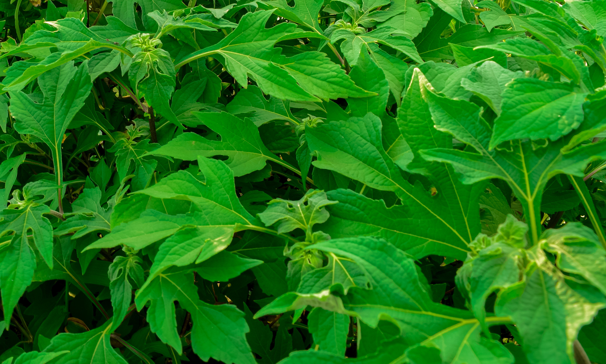beautiful green leaf  image