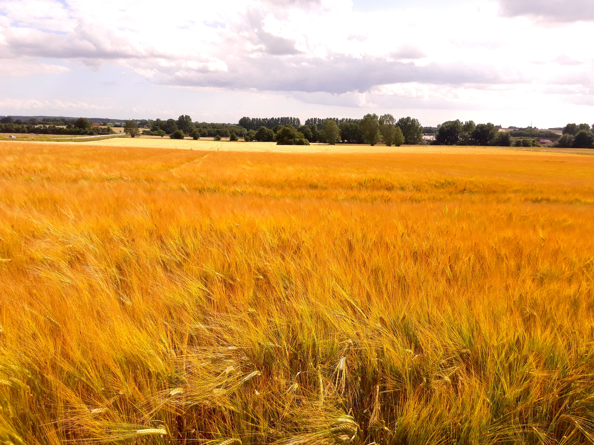 秋天的美丽：金色的田野，多彩的公园，丰收的果实