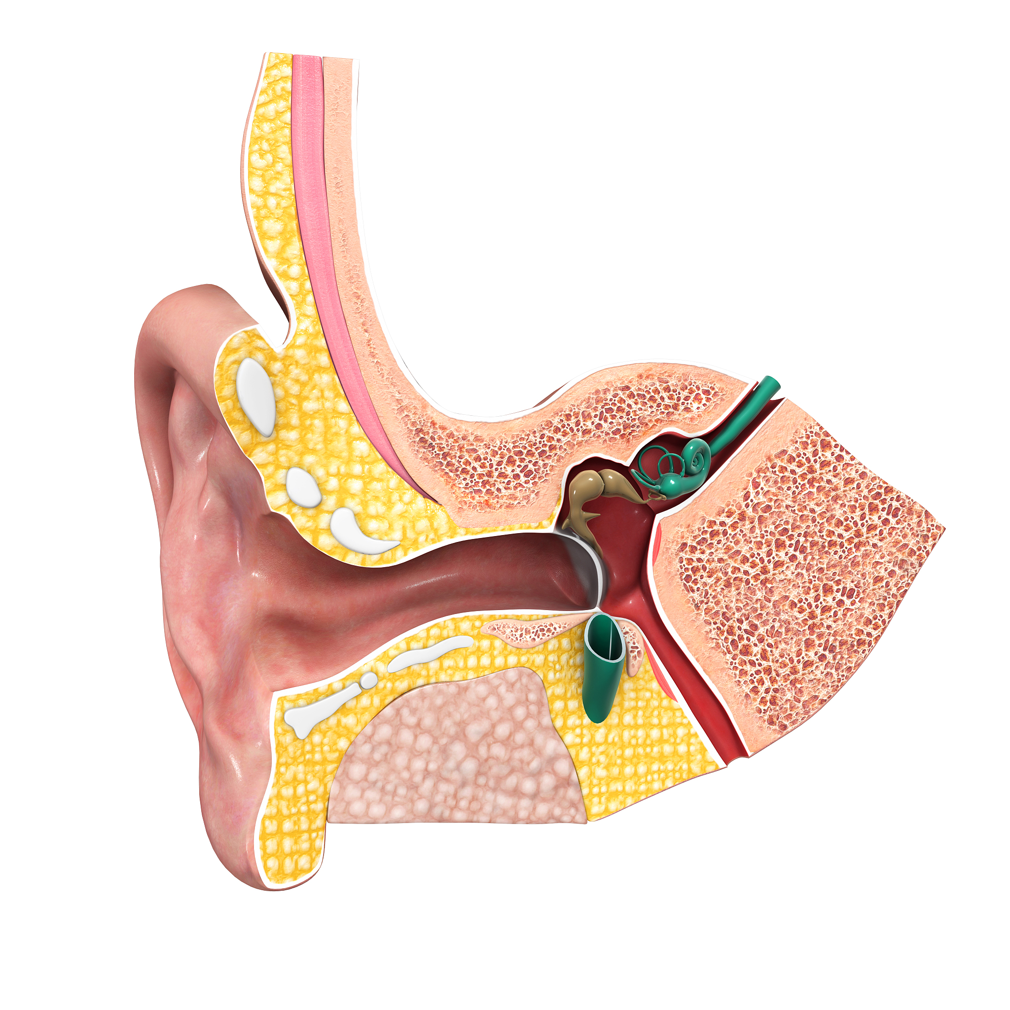 咽鼓管：连接鼻腔和中耳的重要通道