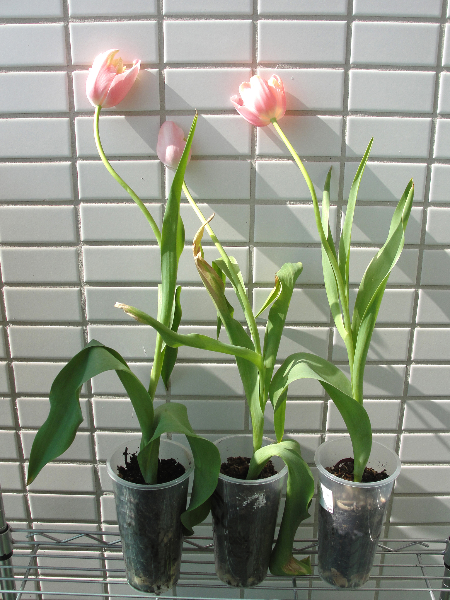 郁金香水培教程：简单易学，让你的郁金香花开更艳丽