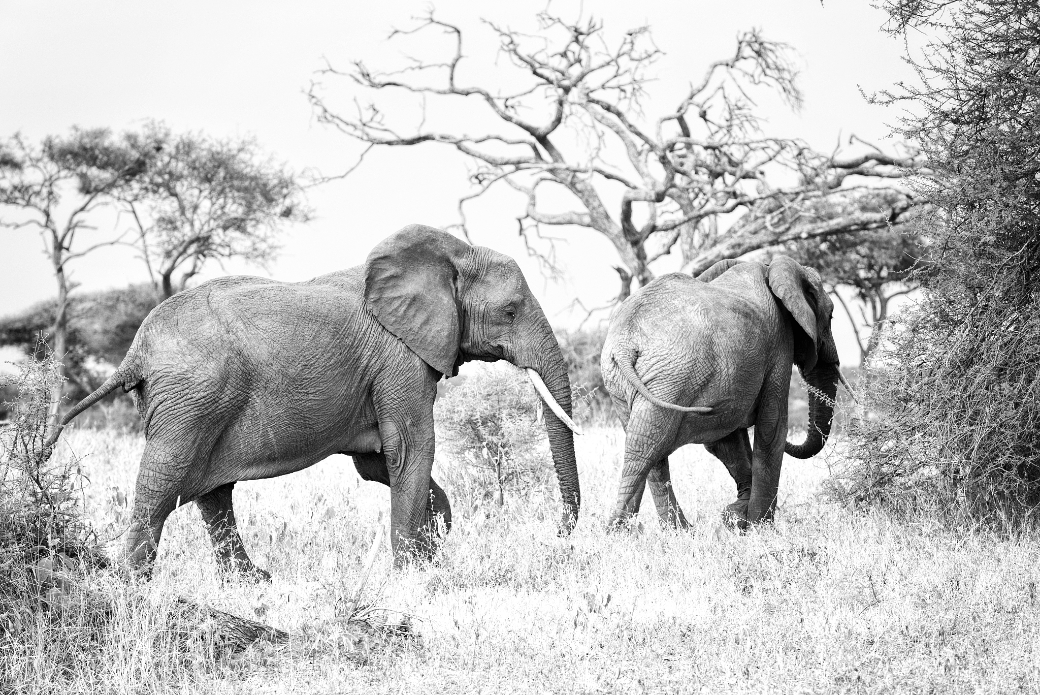 herd of elephants in the serengeti park of tanzania