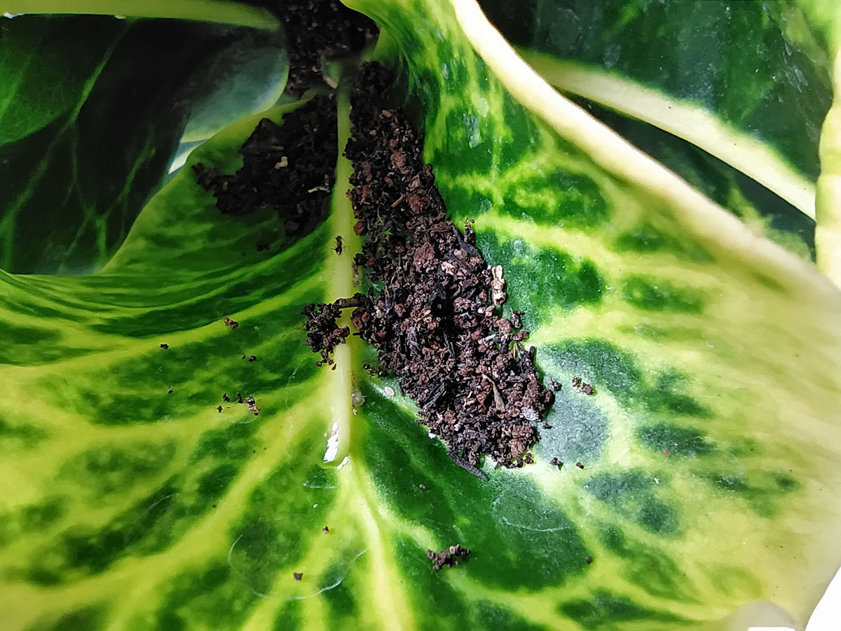 甘薯小象甲防治：提高产量、减少农药、保护环境