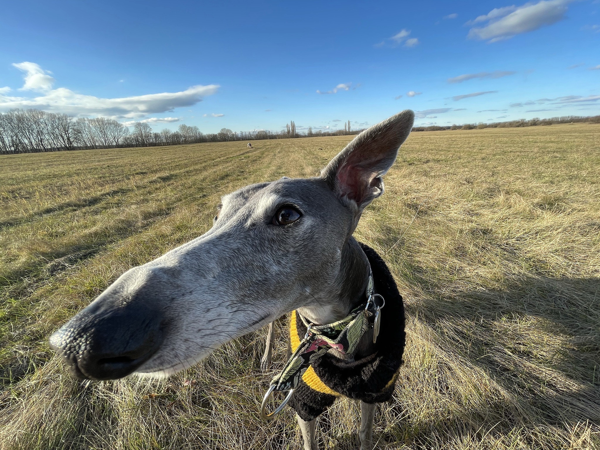 dog