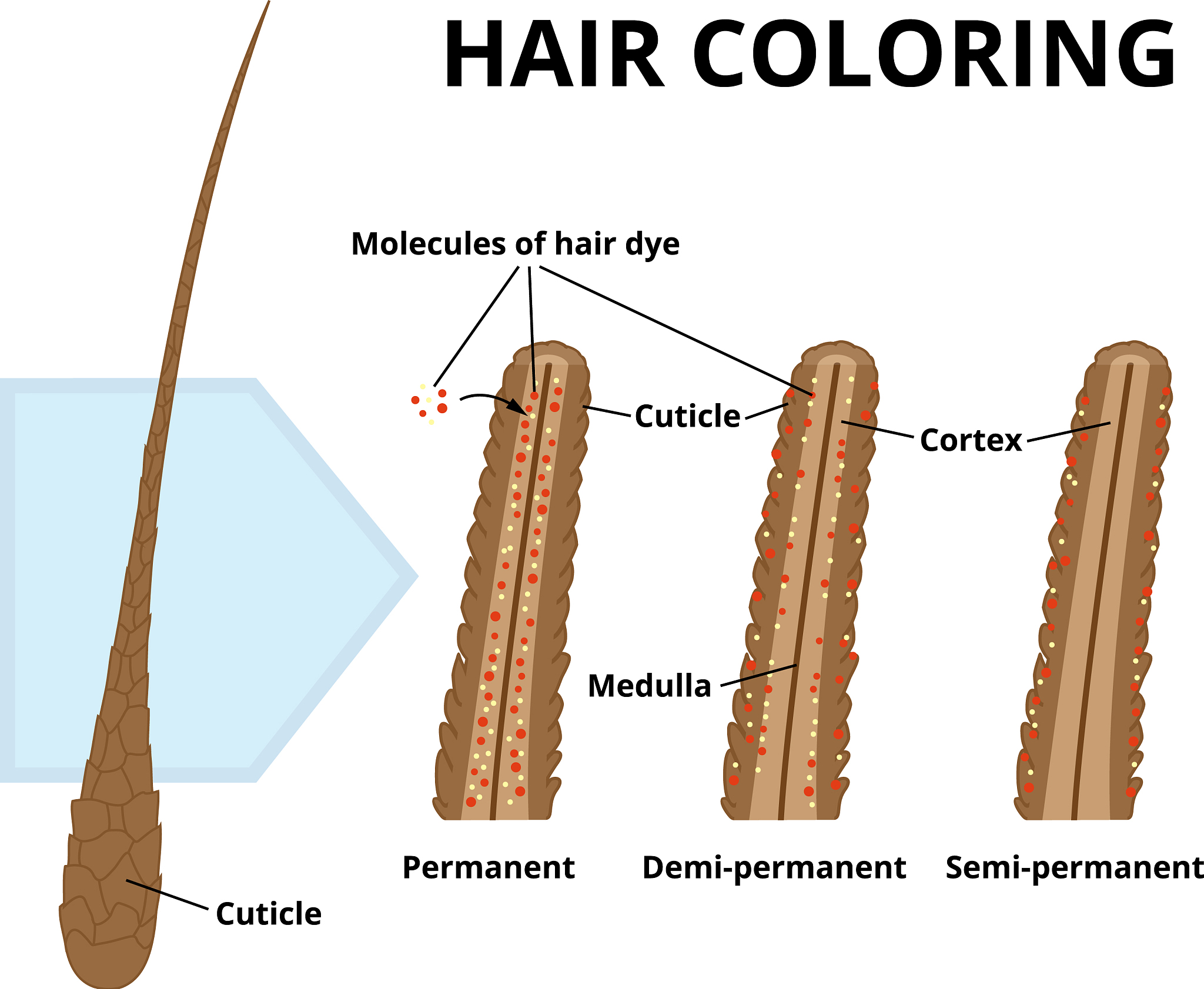 用英文写20条minoxidil hair grower使用后的感受