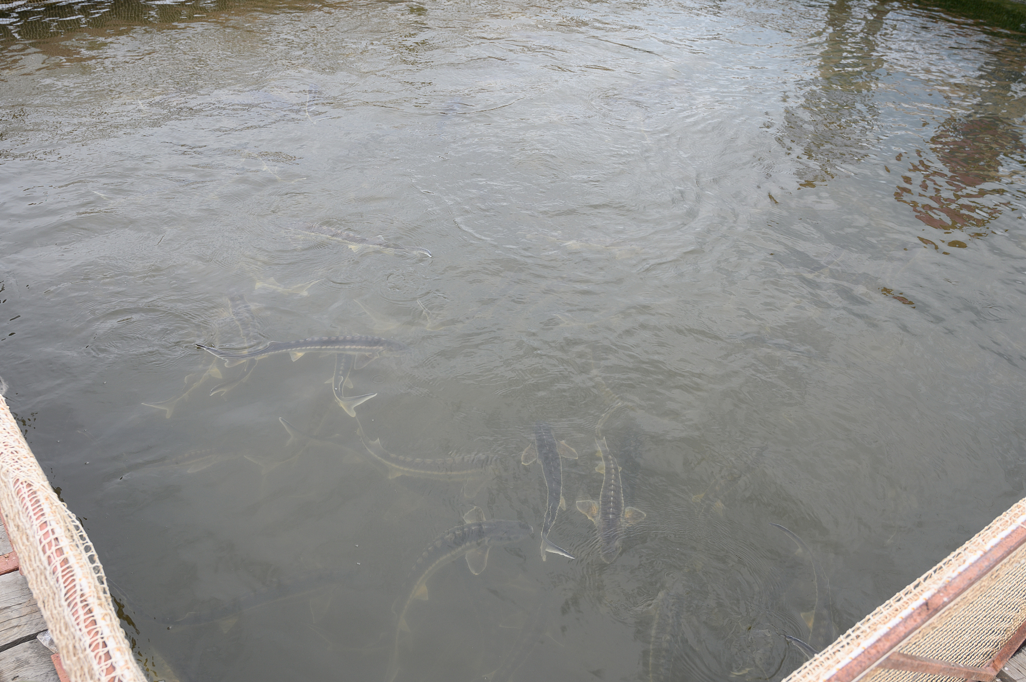 淡水鱼塘盐度九用二氧化丐多少合适帮我用180字详细描述