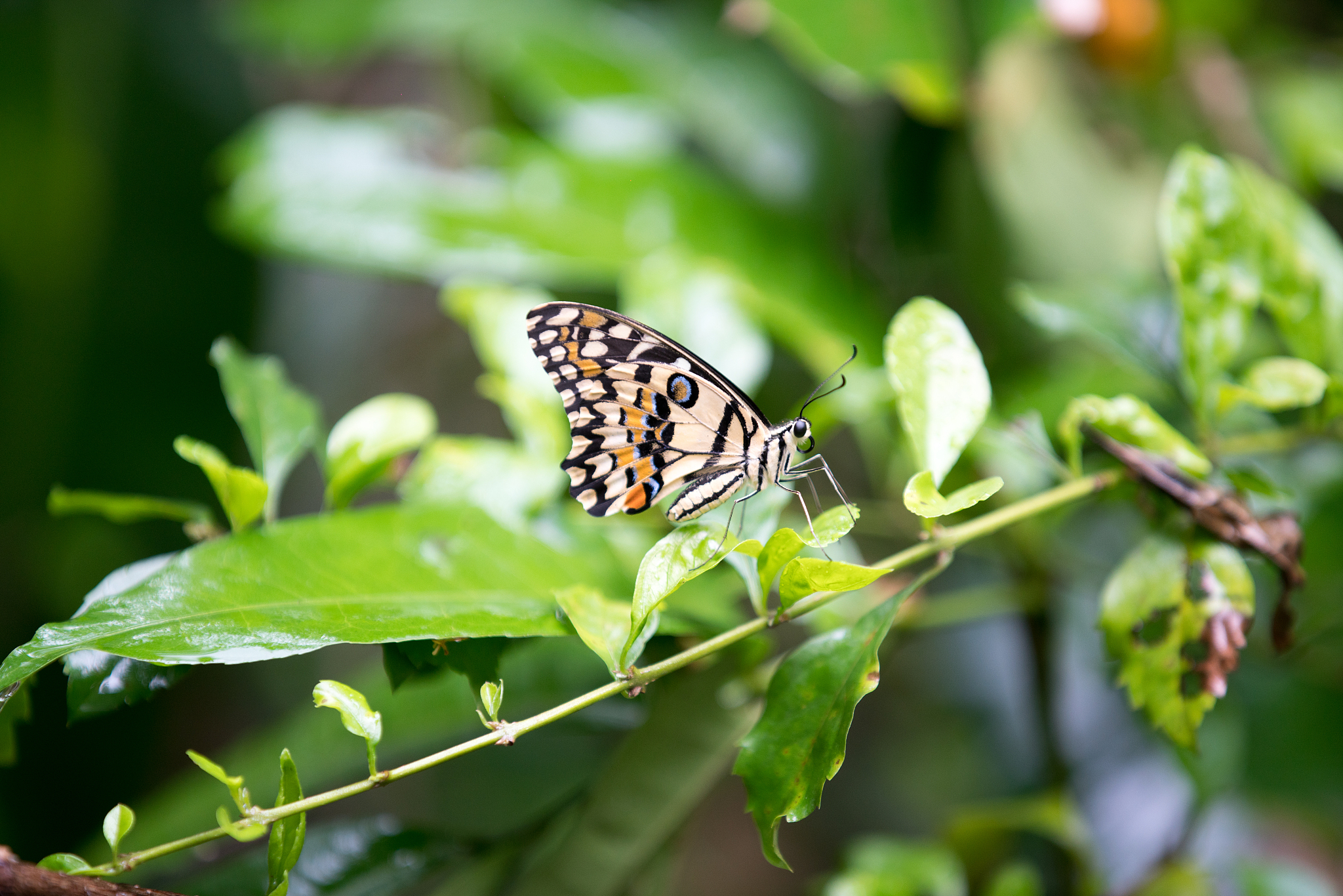 烟蝶是干嘛的，