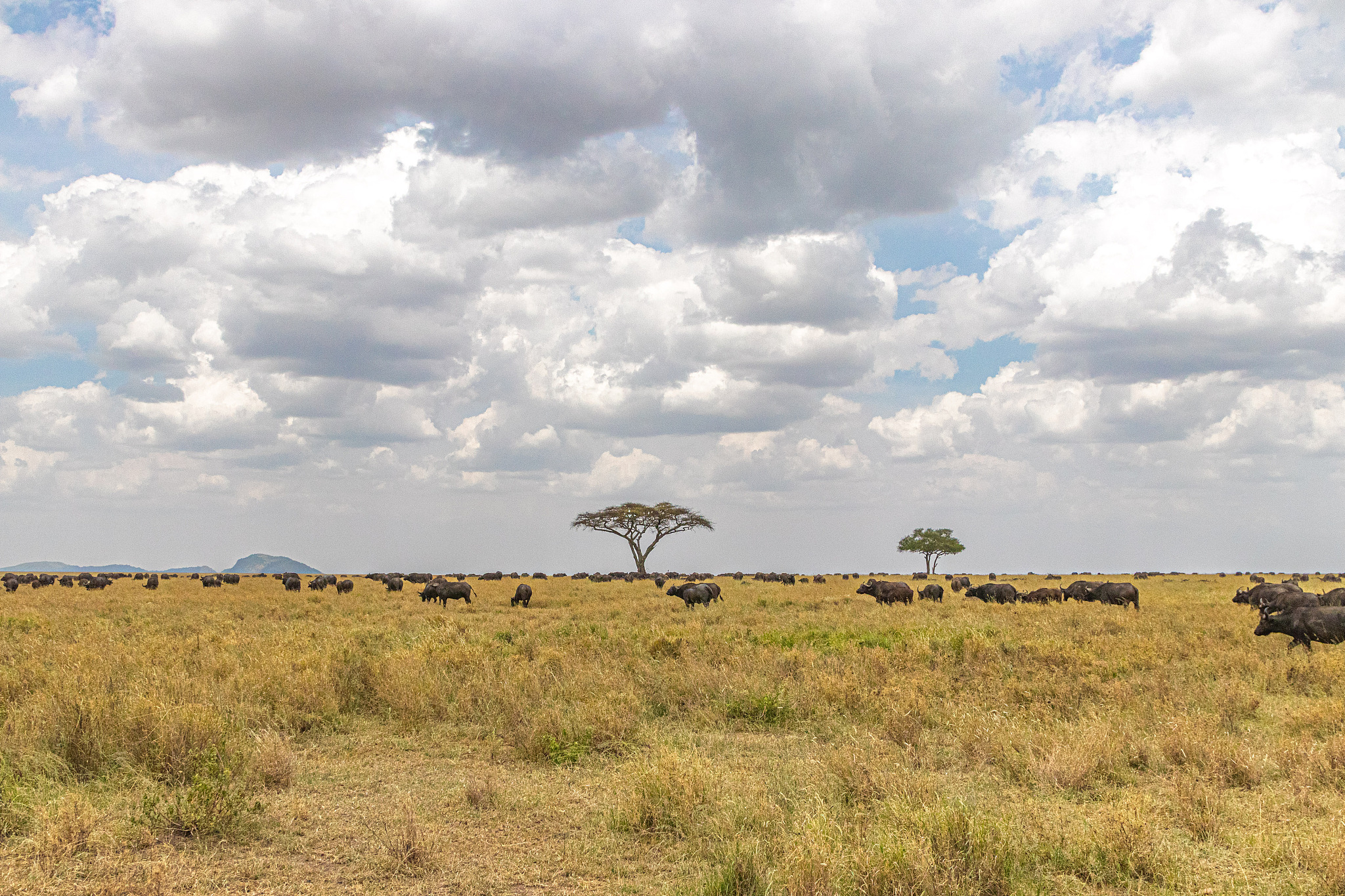 water buffaloes in serengeti national park, tanzania