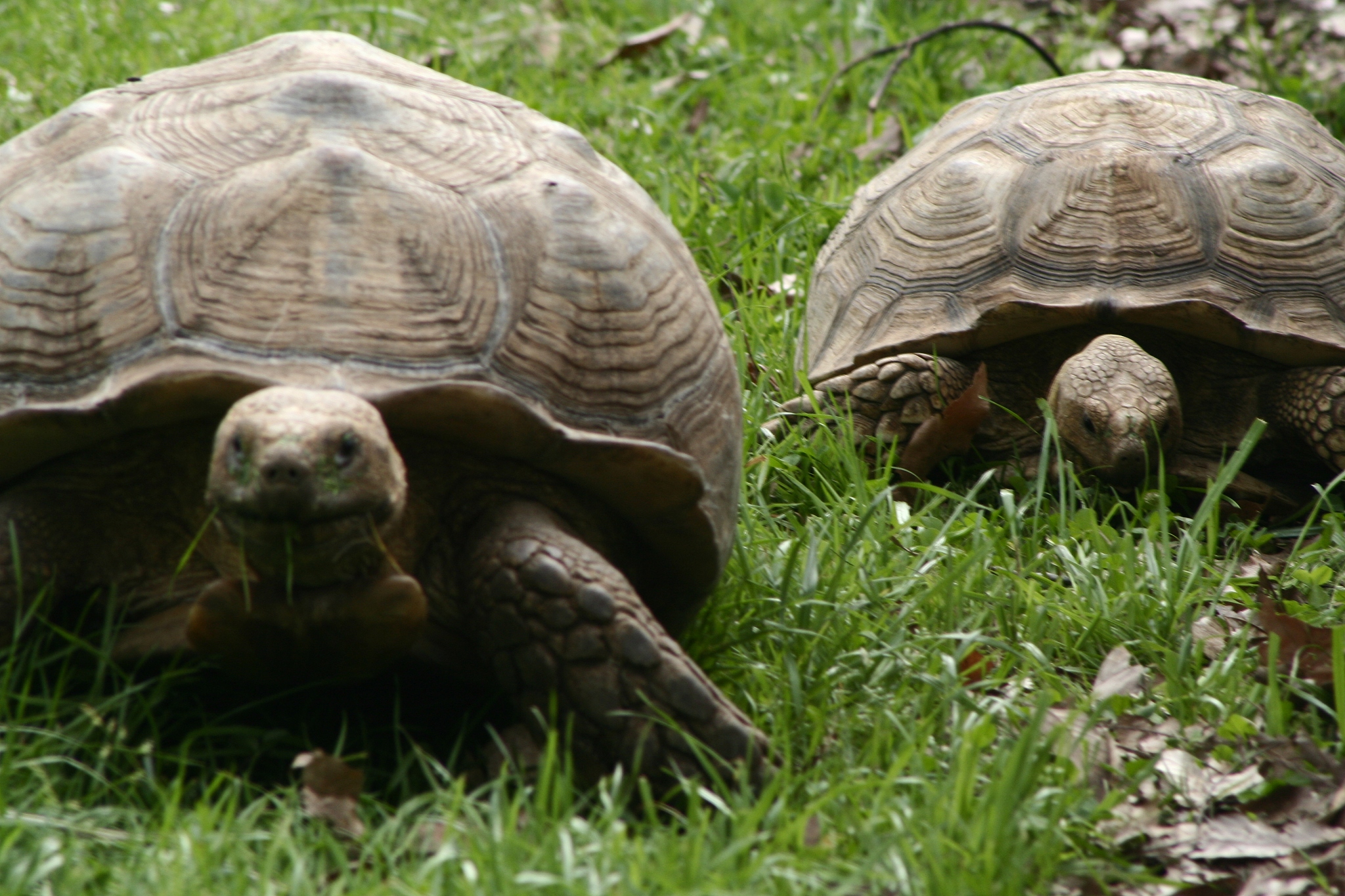 tortoise 3