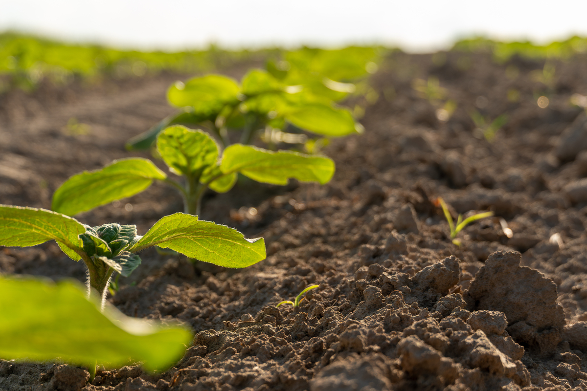 土壤：植物生长的基石，提供基本营养物质