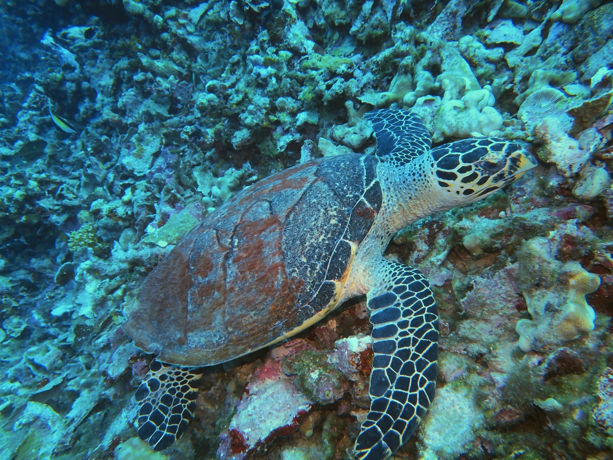 sea turtle