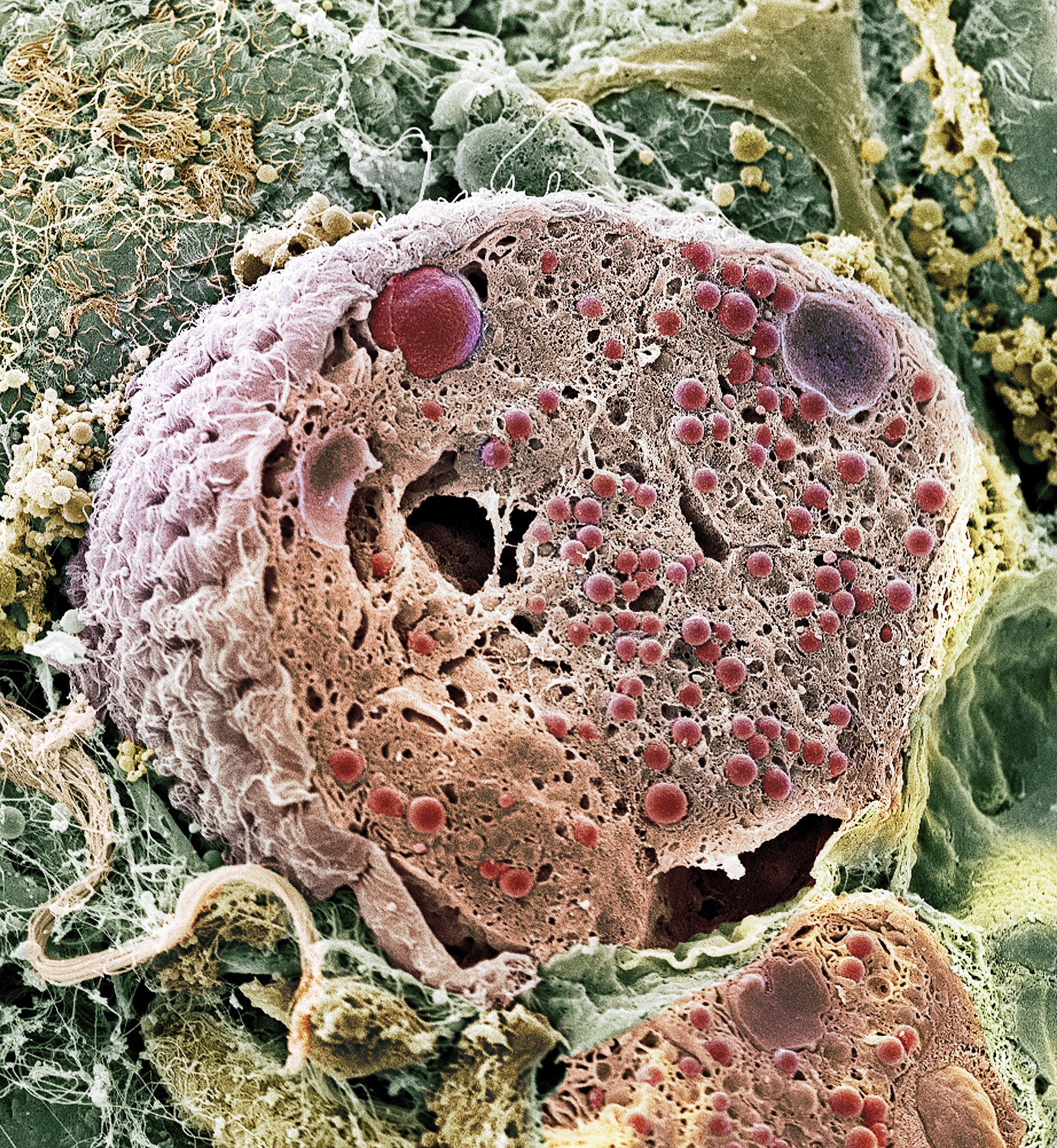 塔宾曲霉：常见污染微生物？了解其益处和潜在风险