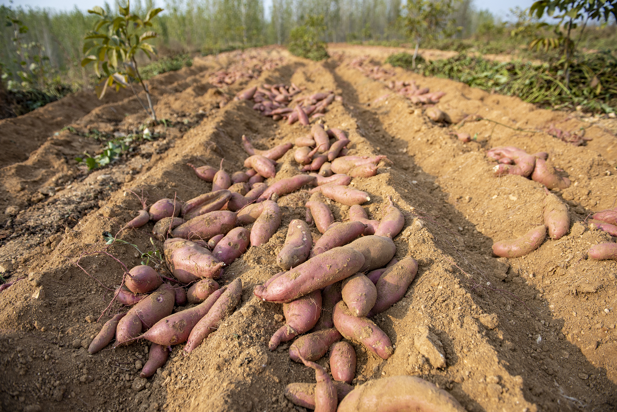 红薯产量如何提高？种植技术全解析