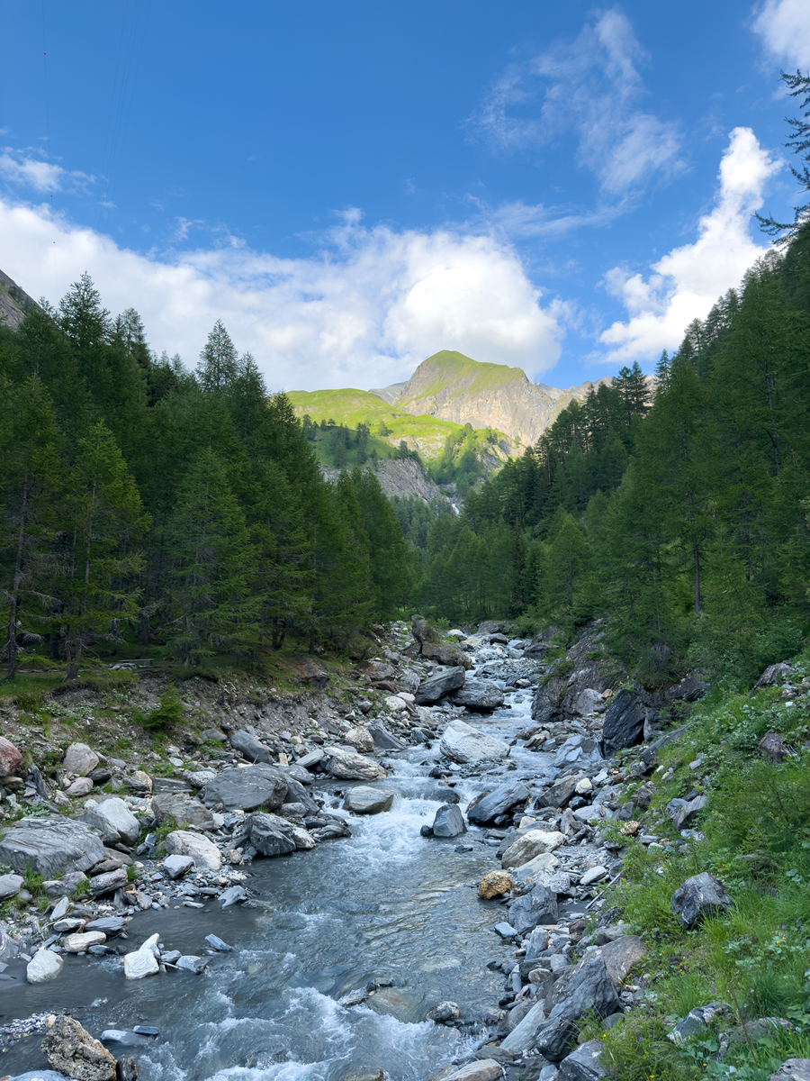 请用100字描述一下远处雪山蓝天白云漂浮近处白桦金黄小溪流水潺潺的场景。