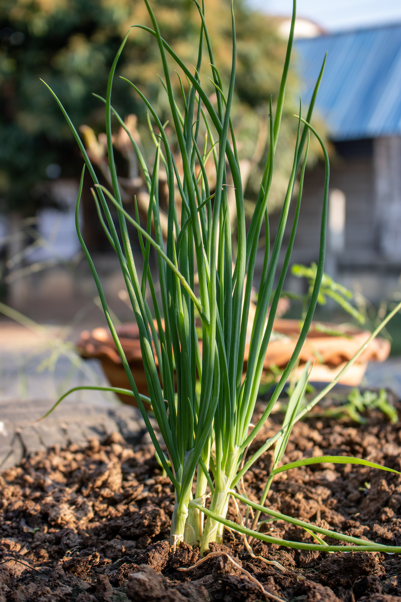close-up of plant growing on field