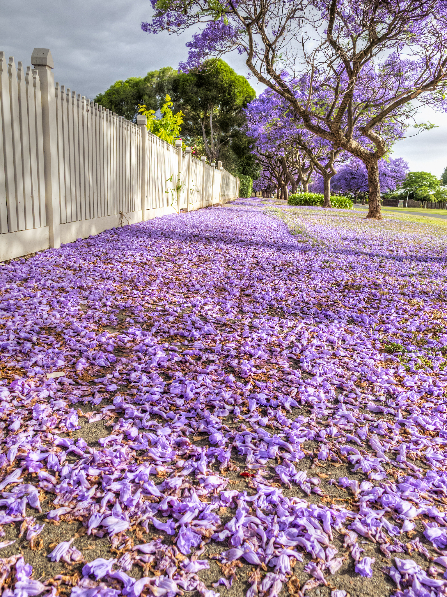 澳洲顶尖大学名单及域名 (.com.au)
