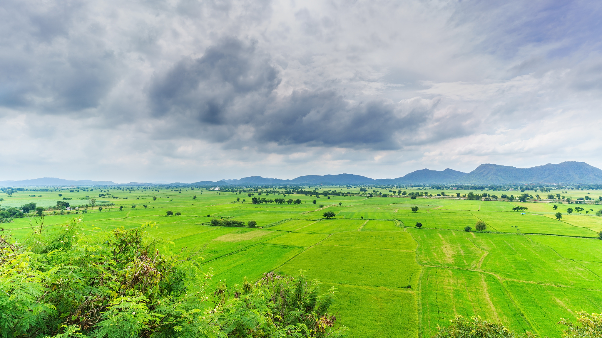 paddy fields in countryside , thailand