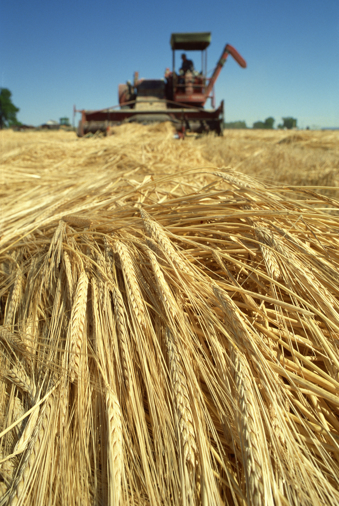 俄罗斯农产品出口：全球粮油市场的重要力量