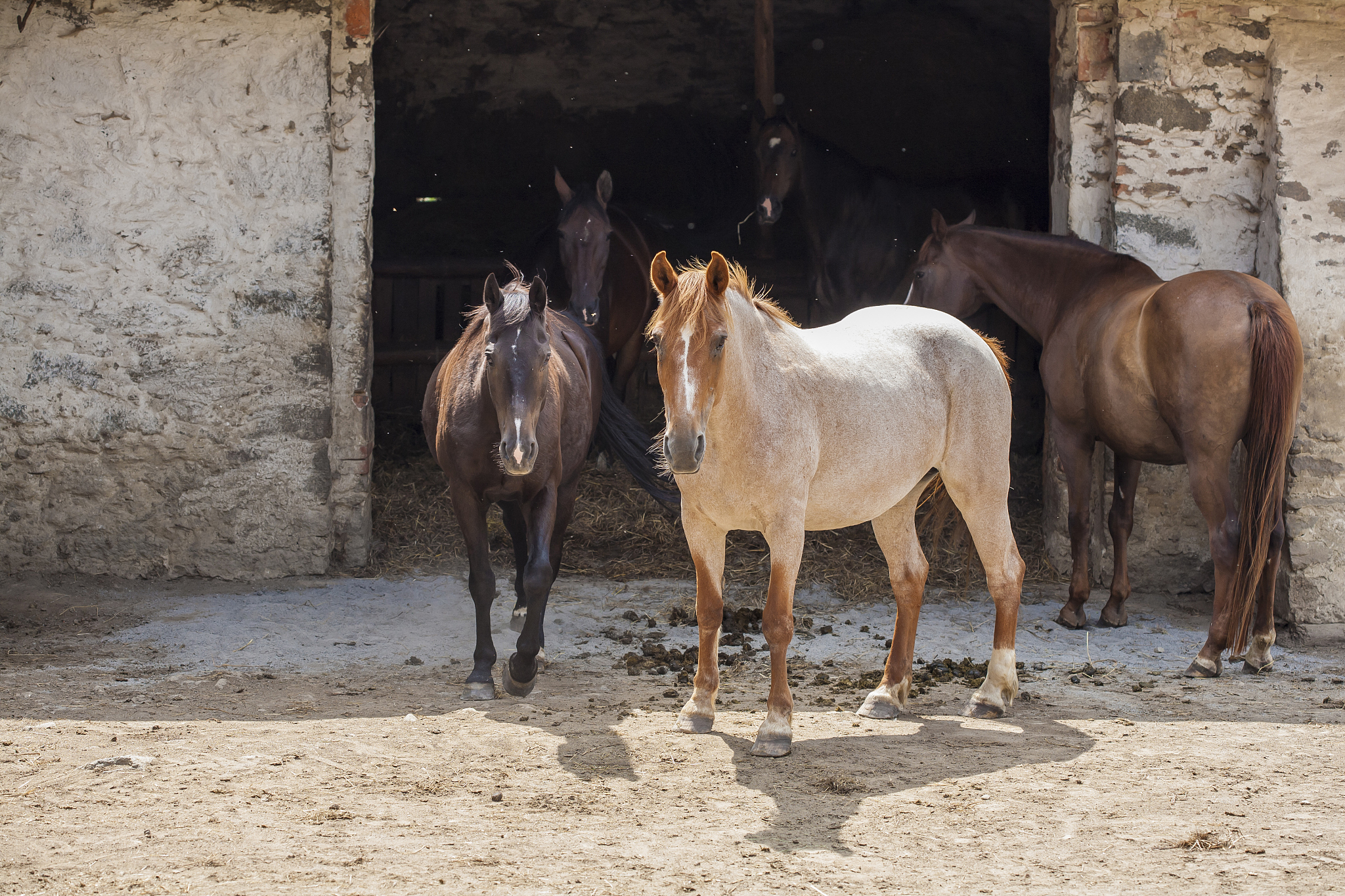 horses