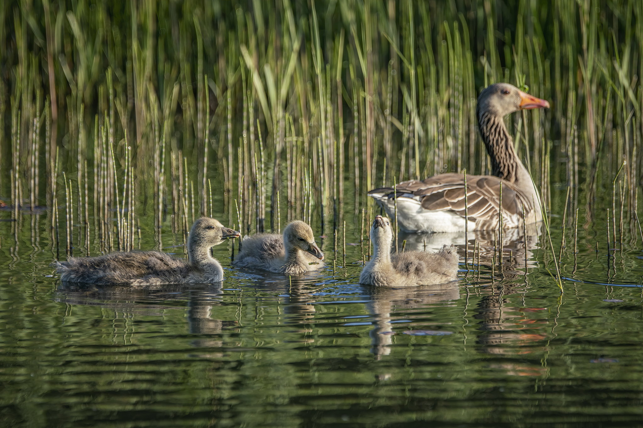 寓意好 有创意的家庭群名