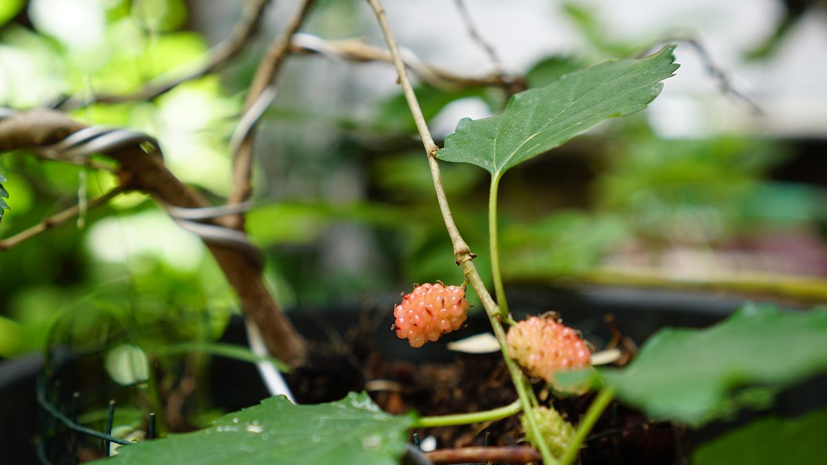 桑树枣子泡酒对人体有好处吗，