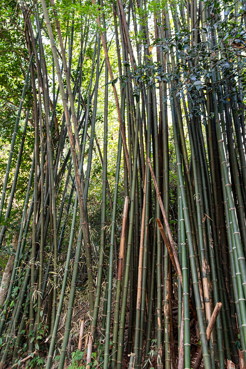 琅勃拉邦的竹林