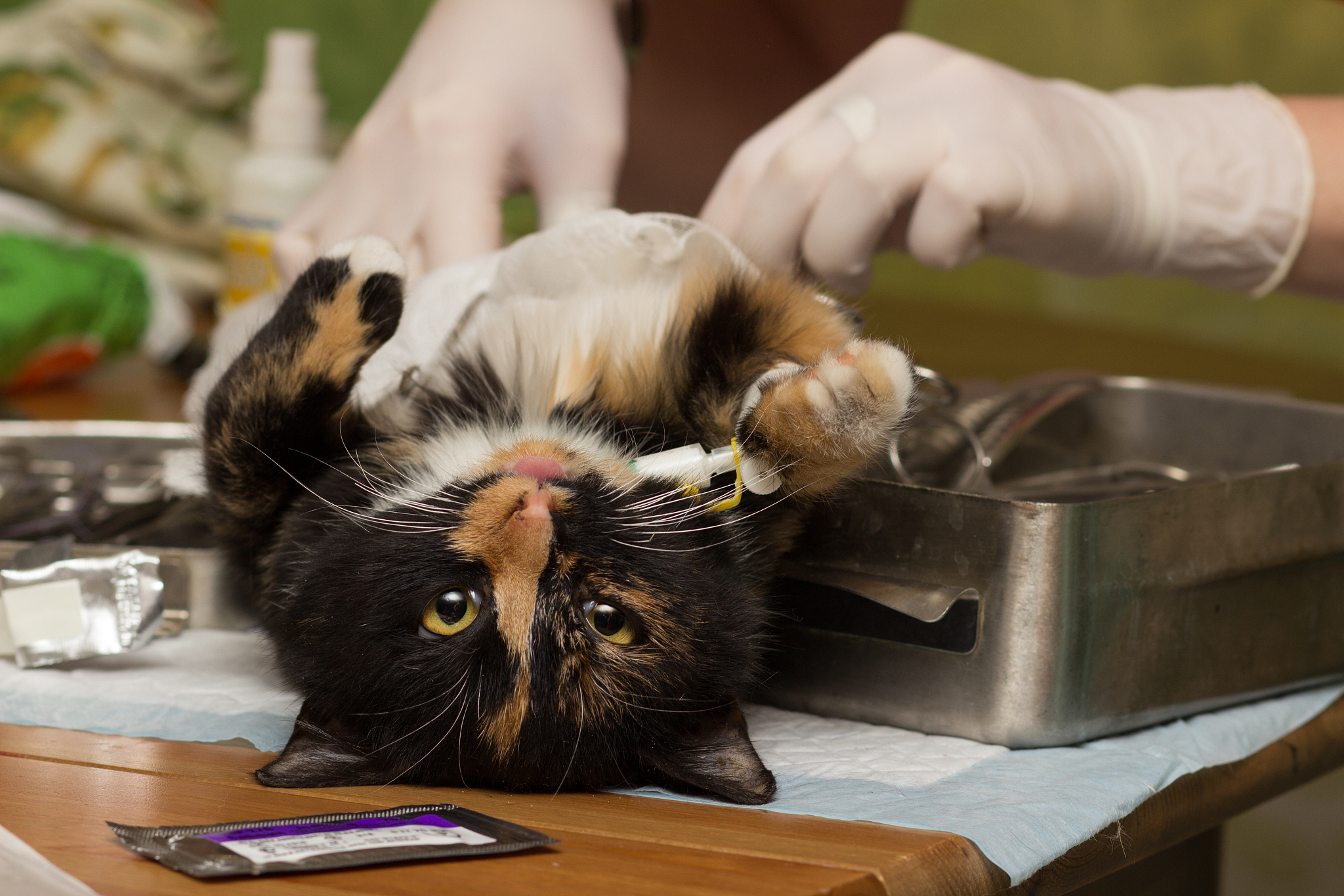 猫掉进油锅会怎样