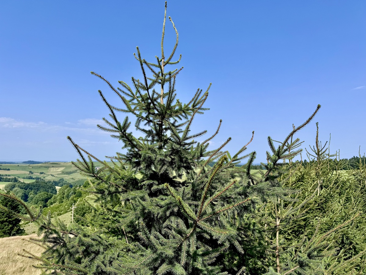 丝棉木是经济作物还是治沙作物