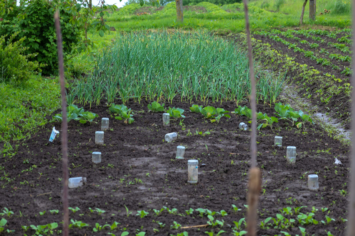 甘薯脱毒苗扩繁体系构建详解：提高产量，防控病害